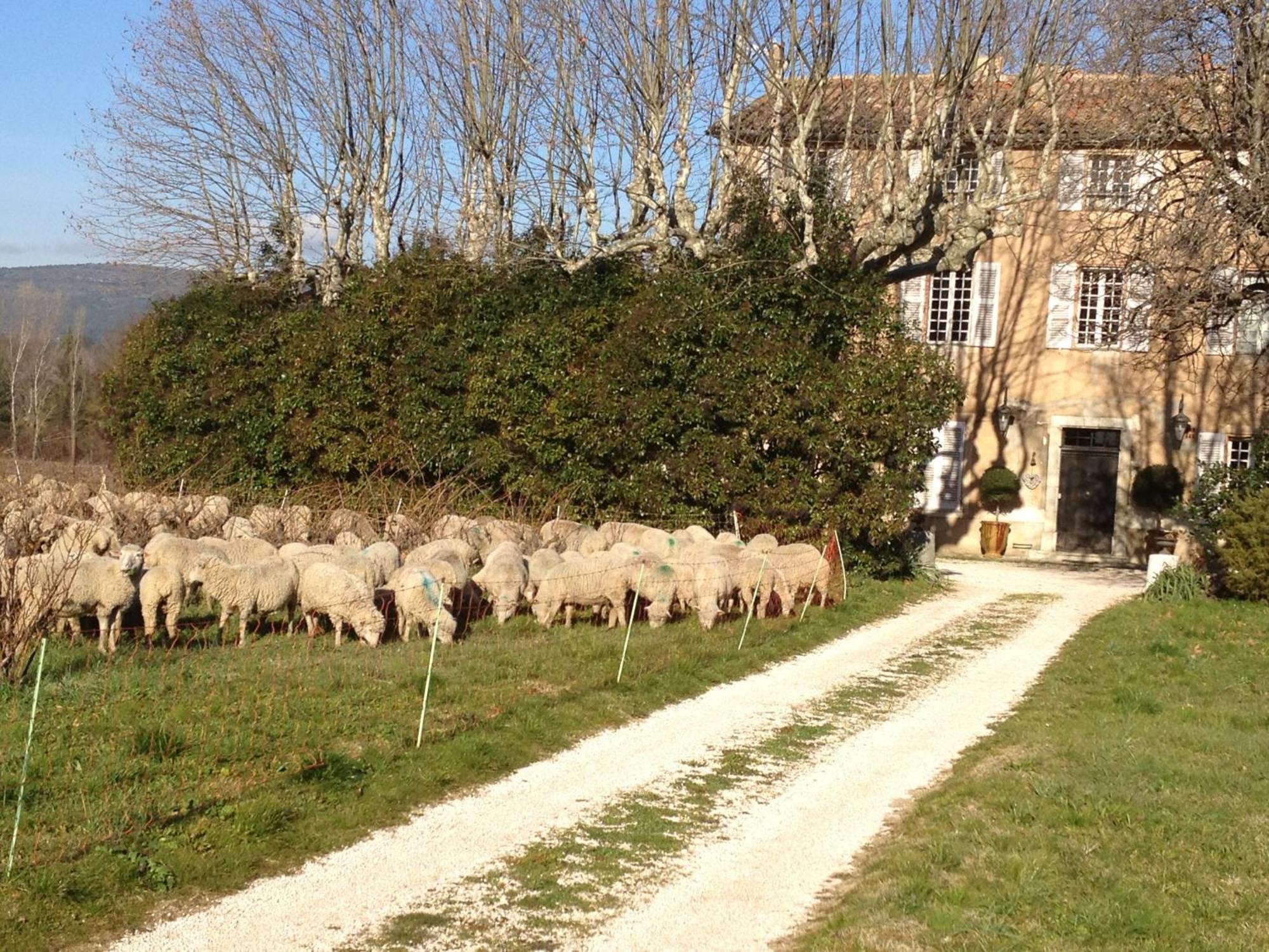 B&B Domaine Le Clos Du Pavillon Brignoles Exteriér fotografie